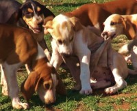 /album/trackingdogs/foxhound-pups-play-350x285-2-jpg/